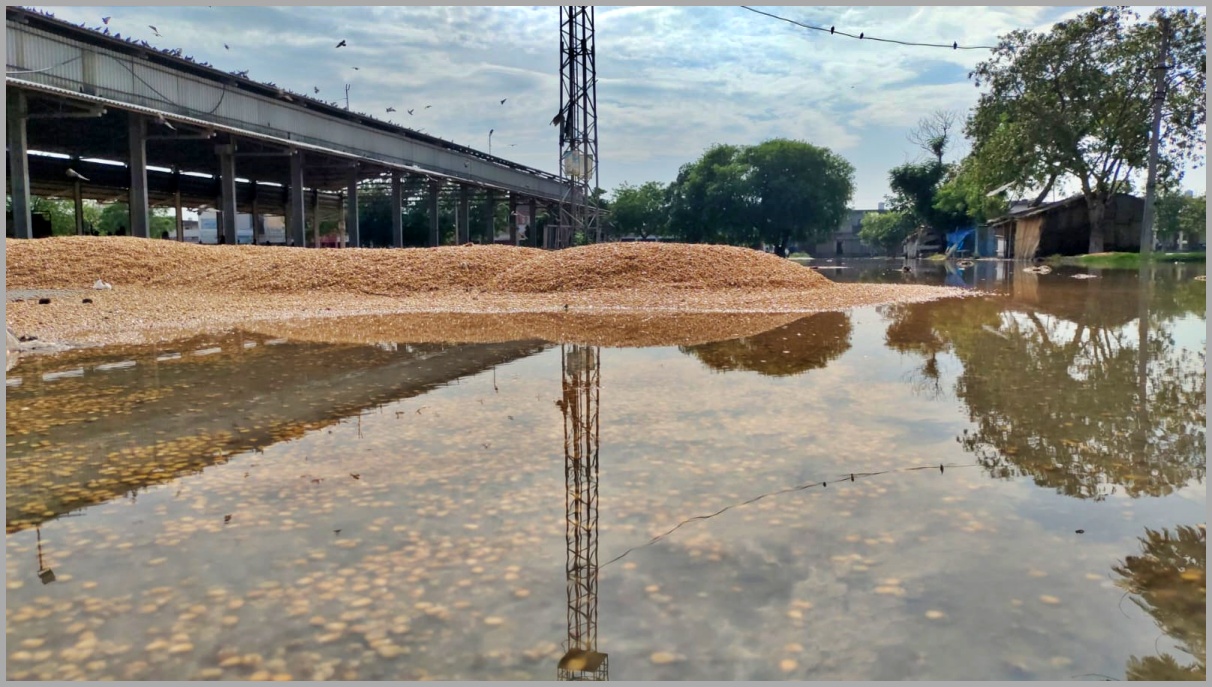 maize crop soaking in Karnal