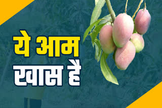 Mango Cultivation in Hamirpur