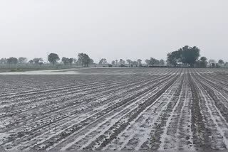 Rain in Amreli: અમરેલી જિલ્લામાં મેઘરાજા મહેરબાન, નદી નાળાઓ વહેતા થયા