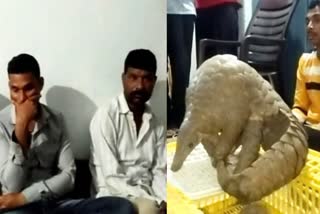 pangolin smuggling in Kanker