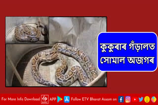 python rescued in Assam