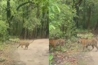 chakradhara tigress jump from cliff