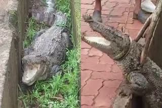 shivpuri crocodile found near physical college