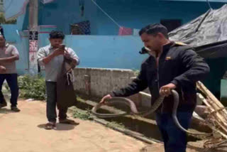 Six Snakes Caught in One Day
