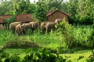 elephant mischief in gorela pendra marwahi