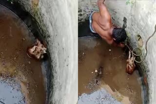 stray-dog-rescued-which-fallen-into-a-well-in-chamarajangar