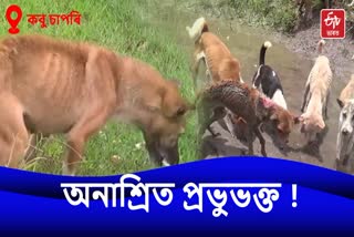 Stray Dogs rescued from Kobu Sapori