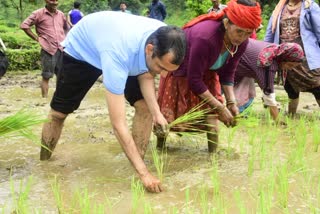 DM Abhishek Ruhela Sapling Red Paddy