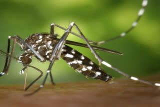 TERROR OF SEASONAL FEVER WITH DENGUE AND RAT FEVER IN KERALA MORE THAN 12 THOUSAND PATIENTS CONFIRMED SO FAR