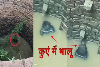 Wild bear fell into well in Gumla rescued with help of forest workers