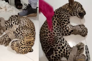 Leopard Cub Rescued In Bastar
