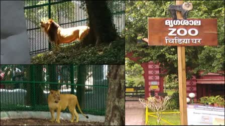 thiruvananthapuram zoo  thiruvananthapuram zoo new lions  new lions were moved to the same cage  zoo new lions  hanuman monkey thiruvananthapuram zoo  nyla  leo  നൈല  നൈല ലിയോ  ലിയോ  നൈല ലിയോ സിംഹങ്ങൾ  nyla leo lions  മൃഗശാല  തിരുവനന്തപുരം മൃഗശാല  മൃഗശാല സിംഹങ്ങളെ കൂട്ടിലേക്ക് മാറ്റി  നൈല ലിയോ കൂട്ടിലേക്ക്  തിരുപ്പതി ശ്രീ വെങ്കടേശ്വര മൃഗശാല  സിംഹങ്ങൾ തിരുവനന്തപുരം മൃഗശാല  സിംഹങ്ങൾ  മൃഗശാല സിംഹം