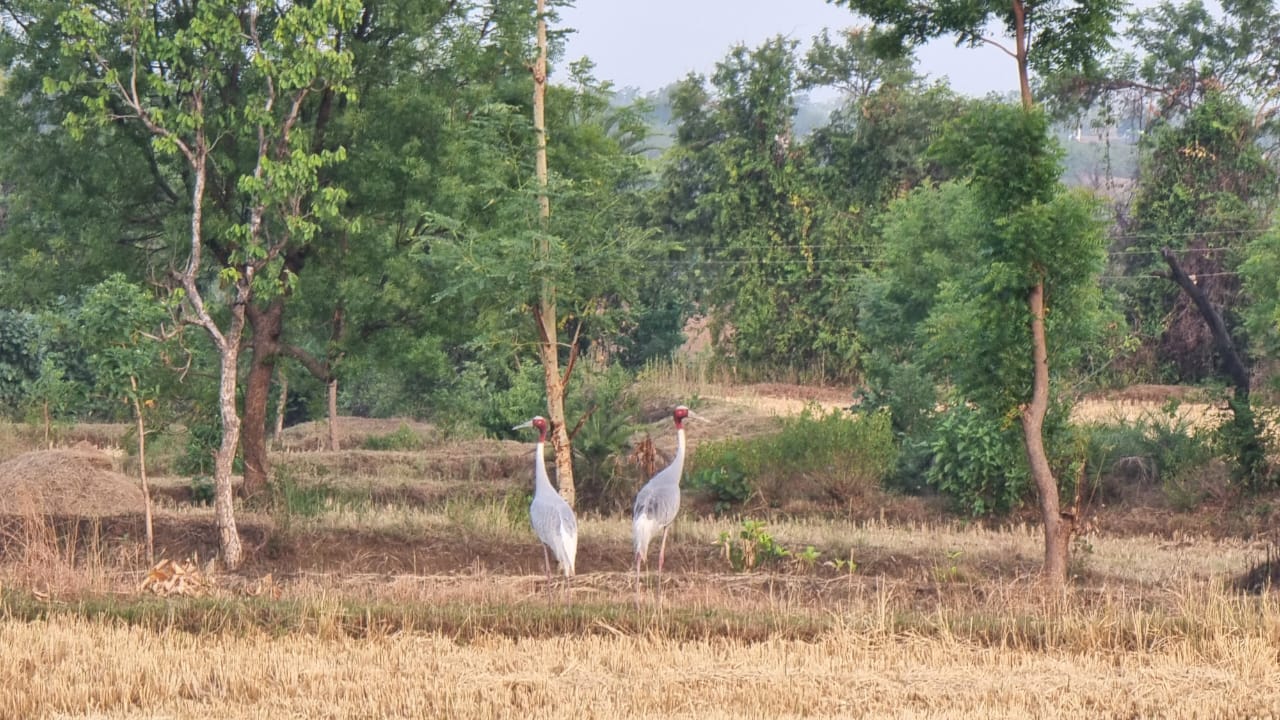 बालाघाट