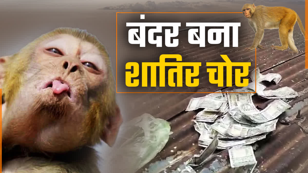 Pachmarhi Monkey Terror