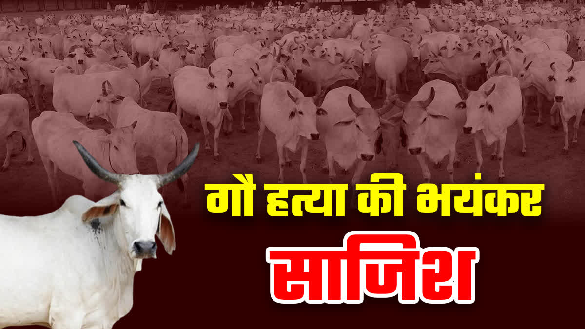 24 ARRESTED FOR KILLING 60 COWS