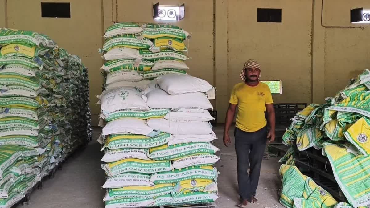 PADDY SEEDS SALE