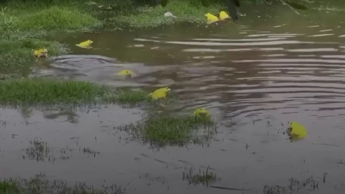 YELLOW FROGS SEEN IN SEONI