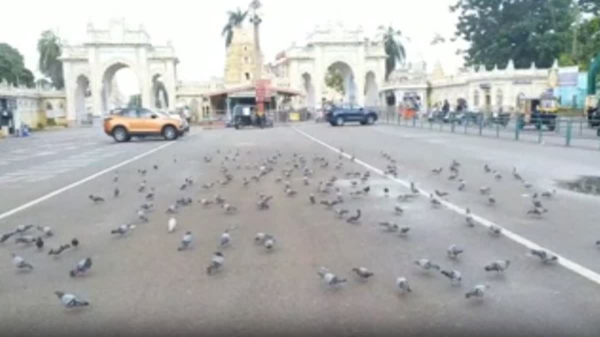 Notice not to feed pigeons near Mysuru palace