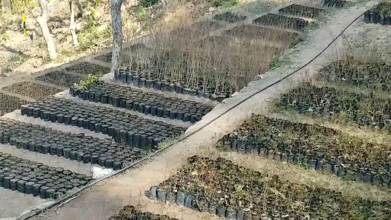 Plantation in Nahan Circle in Monsoon Season