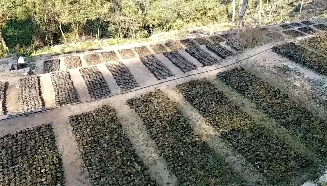 Plantation in Nahan Circle in Monsoon Season