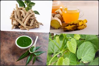 USEFUL AYURVEDIC HERBS FOR STRONG IMMUNITY IN RAIN SEASON AVOID ILLNESSES