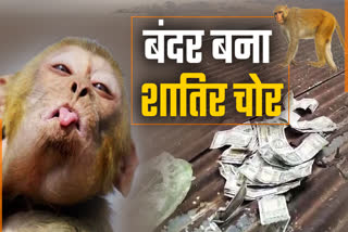 Pachmarhi Monkey Terror