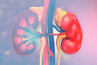 low salt diet along with less body fluids may help repair kidneys