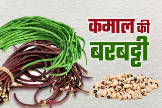 Cultivation of Barbatti