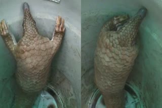 BETUL PANGOLIN FELL INTO WELL