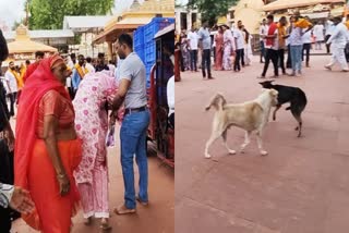 UJJAIN MAHAKAL TEMPLE TERROR OF DOG