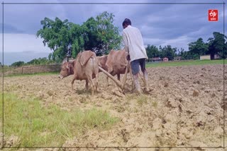 Traditional farming