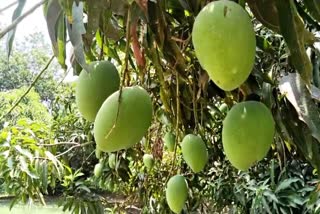 Malda Himsagar Mango