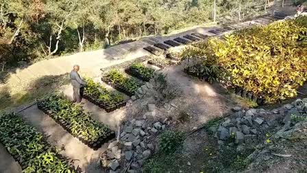 Plantation in Nahan Circle in Monsoon Season