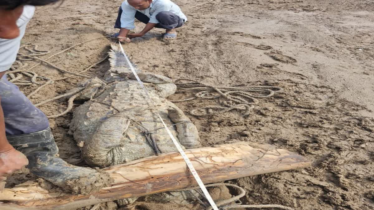 जिसे समझ रहे थे सूखी लकड़ी वह निकला 10 फीट का विशालकाय मगरमच्छ, 2 crocodile found Ambah district