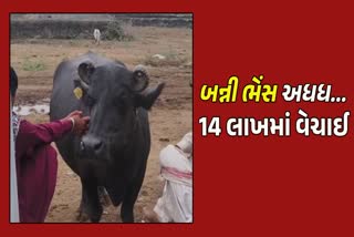 બન્ની નસલની ભેંસ 14 લાખમાં વેચાઈ