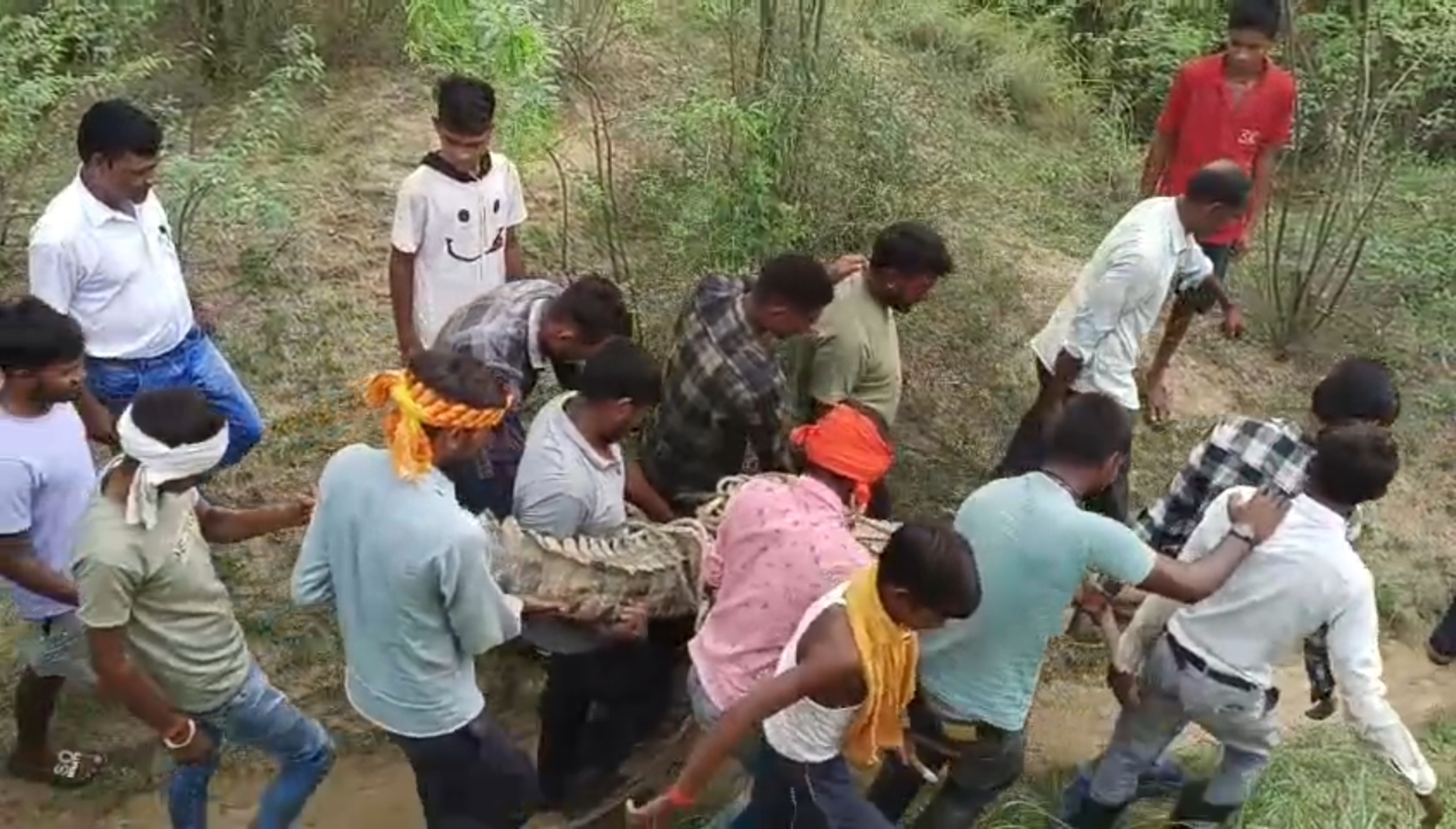 crocodile found Ambah district
