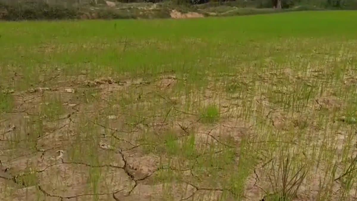 Gaurela Pendra Marwahi Rain