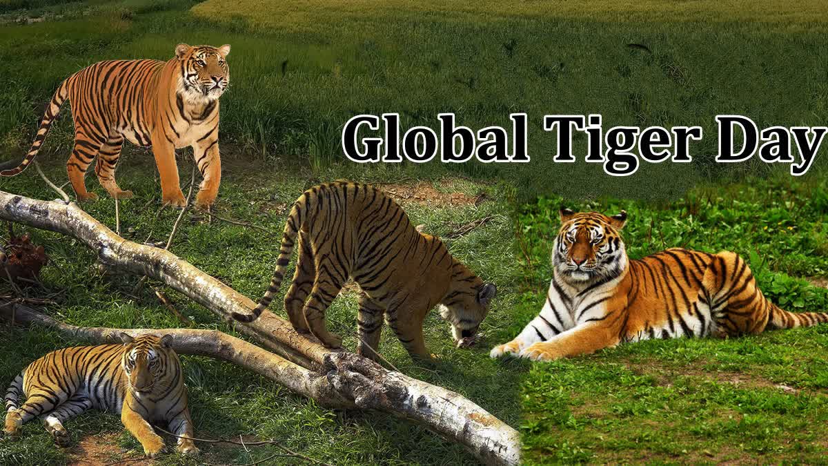 Etv BharatWorld Tiger Day 2023