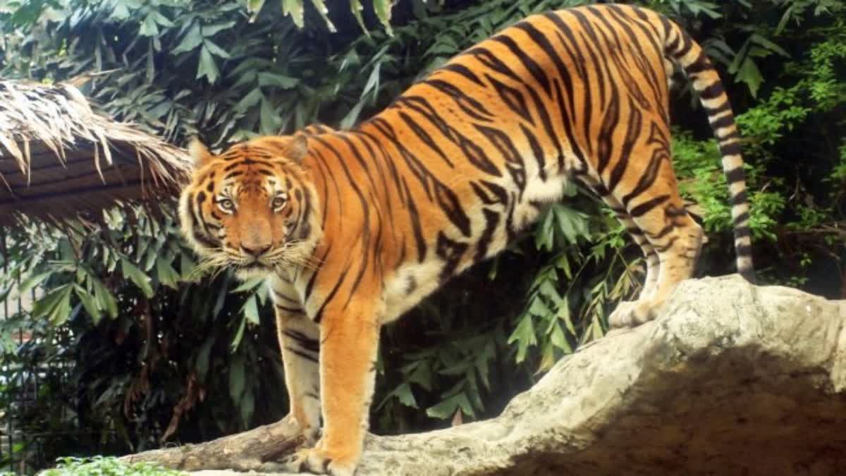 Global Tiger Day: ગ્લોબલ ટાઈગર ડે પર કોર્બેટ નેશનલ પાર્કમાં વાઘણનું મૃત્યુ થયું