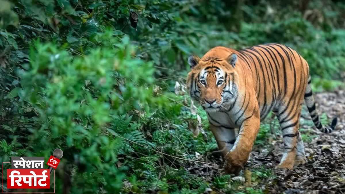 International Tiger Day