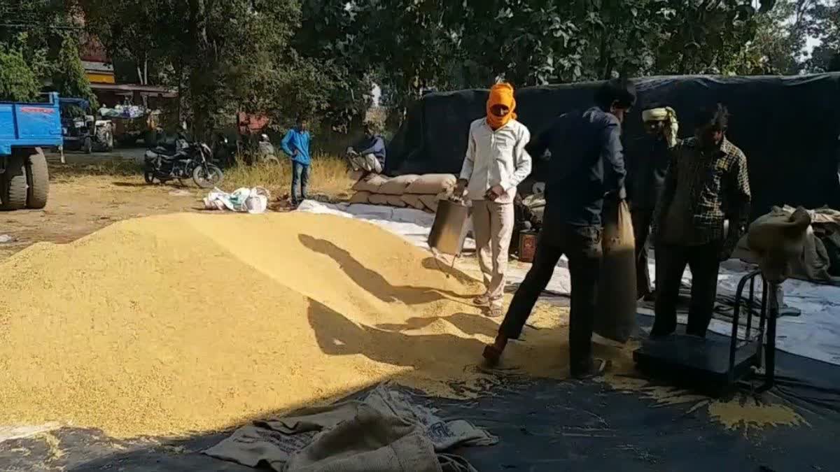 Wheat crisis in Uttarakhand