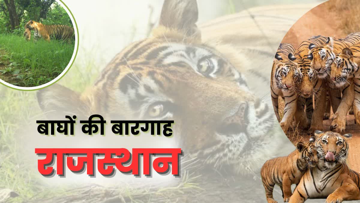 Tigers in Rajasthan