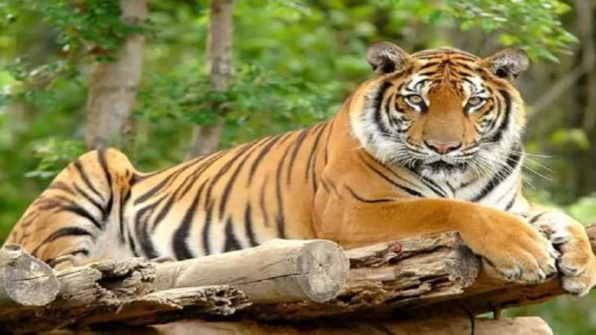 Global Tiger Day