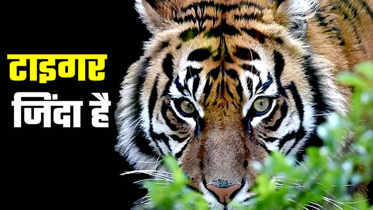 tiger state madhya pradesh