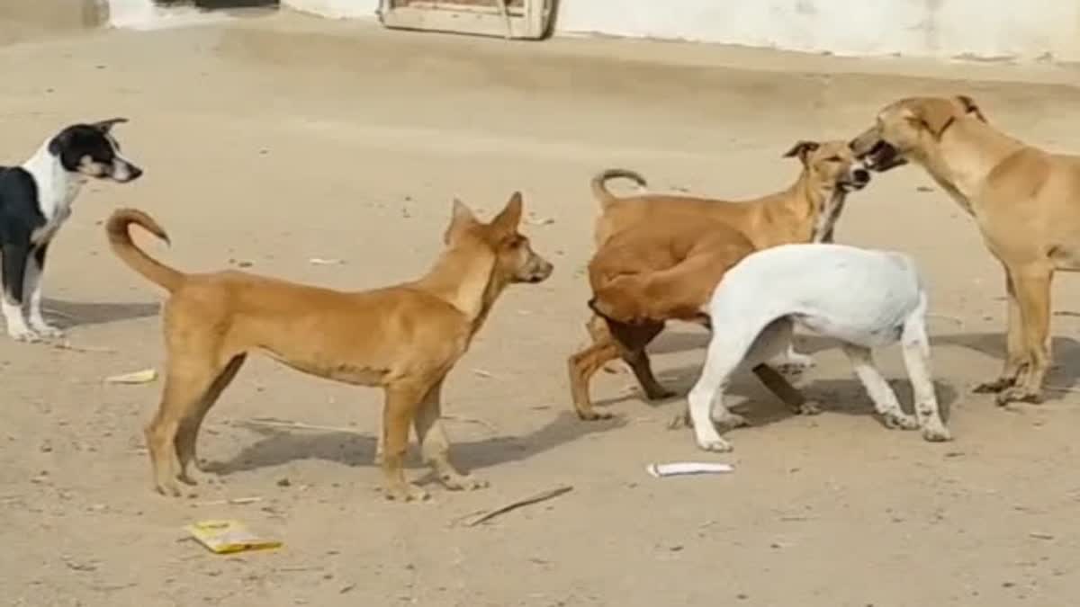 Jabalpur Street Dogs