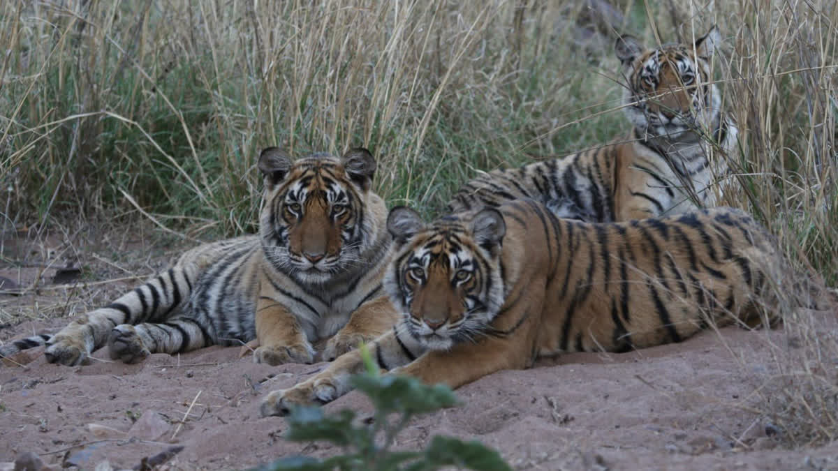 cub of tiger named after paralympian Avani Lekhara, CM Gehlot informs through tweet