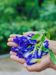 Blue Tea For Good Health