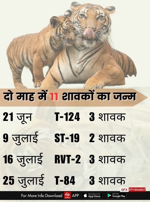Tigers in Rajasthan