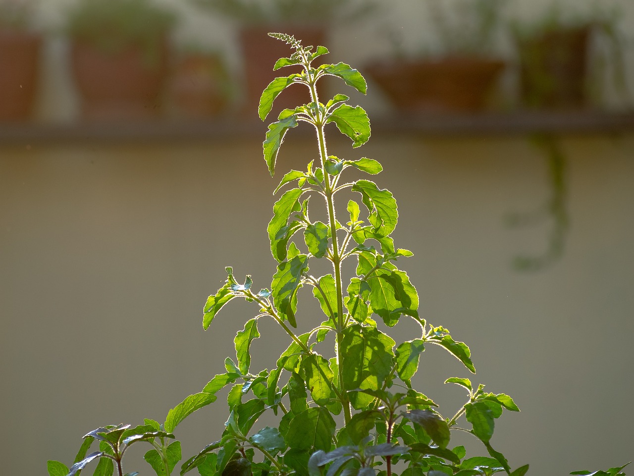 Herbs for Mood