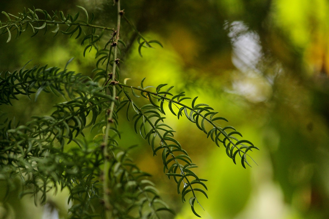 Herbs for Mood